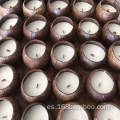 Tazones de vela de coco natural biodegradables tazones decorativos